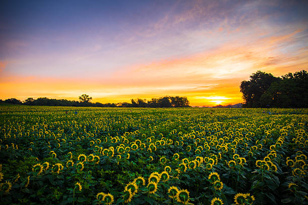 istock Sunflowers at sunrise 599472794