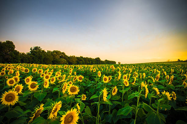 sunflowers en sunrise - sunflower landscape flower field fotografías e imágenes de stock