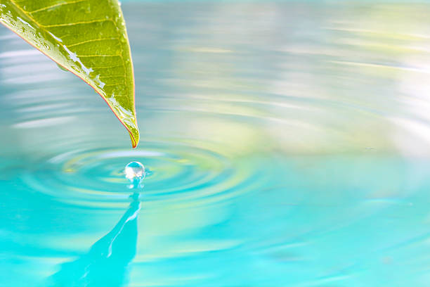 istock Drop of water from leaf. 599473026