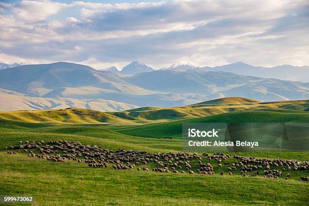 緑の高地の牧草地で羊の群れ - カザフスタンのストックフォトや画像を多数ご用意 - カザフスタン, 自然, アルマトイ