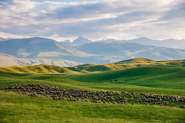 Photo of Flock of sheep at green highland meadows