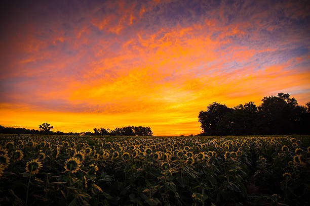 istock Sunflowers at sunrise 599473106