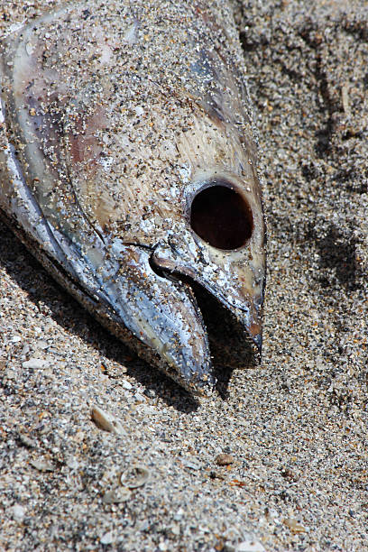 istock Fish Out of Water 599473312