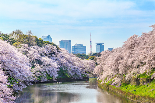 Cherry Chidorigafuchi