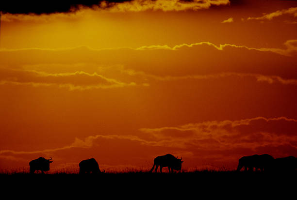 istock Wildbeast migration at sunset, Masai Mara Game Reserve, Kenya 599475154