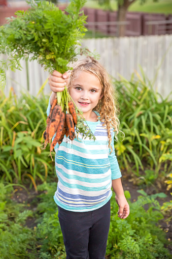 Close-up front view of a young girl standing in the garden. She is holding up a handful of freshly dug organic carrots. Focus is on the girl's face. She is smiling at the camera. The girl has curly blonde hair and is wearing a blue and white striped shirt with black pants. Taken in the back yard on a late summer/early autumn day. Her pants are dirty from working in the garden.