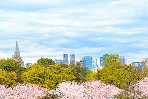 istock Shinjuku skyscrapers and cherry 599476362