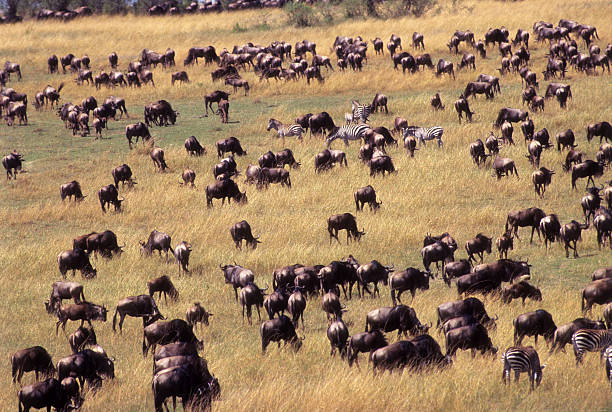 istock Wildbeast migration viewed from the baloon, Masai Mara 599476892