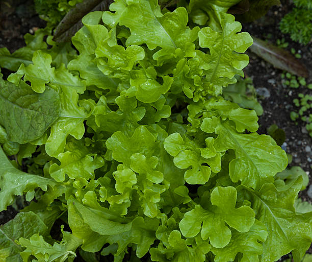 istock Green Lettuce in the garden 599477630