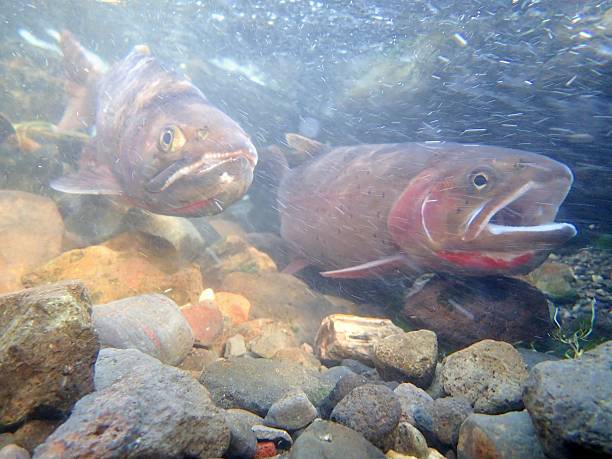purpurforellen - cutthroat trout stock-fotos und bilder