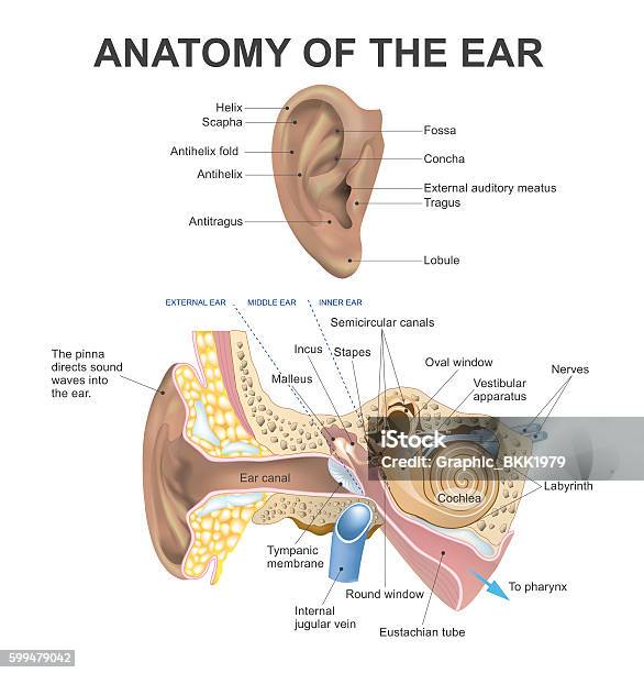 Ilustración de Anatomía Del Oído y más Vectores Libres de Derechos de Anatomía - Anatomía, Escuchar, Oído interno