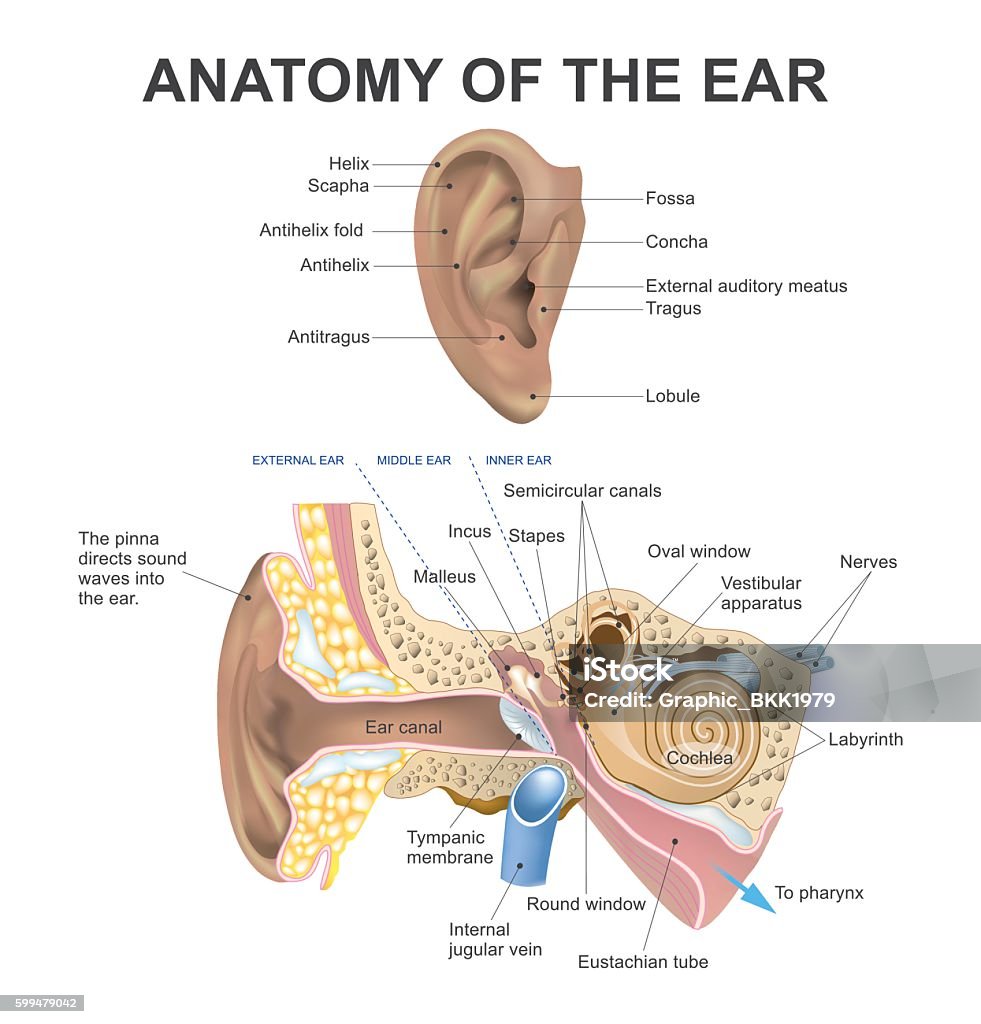 anatomy of the ear The human ear consists of three parts the outer ear, middle ear and inner ear. The ear canal of the outer ear is separated from the air filled tympanic cavity of the middle ear by the eardrum. The middle ear contains the three small bones the ossicles involved in the transmission of sound, and is connected to the throat at the nasopharynx, via the pharyngeal opening of the Eustachian tube. The inner ear contains the otolith organs the utricle and saccule and the semicircular canals belonging to the vestibular system, as well as the cochlea of the auditory system. Anatomy stock vector