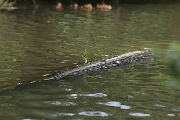 istock Life Just Above the Waterline 599479112