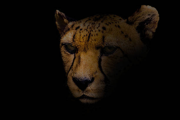 istock Portrait of a cheetah isolated on black 599480596