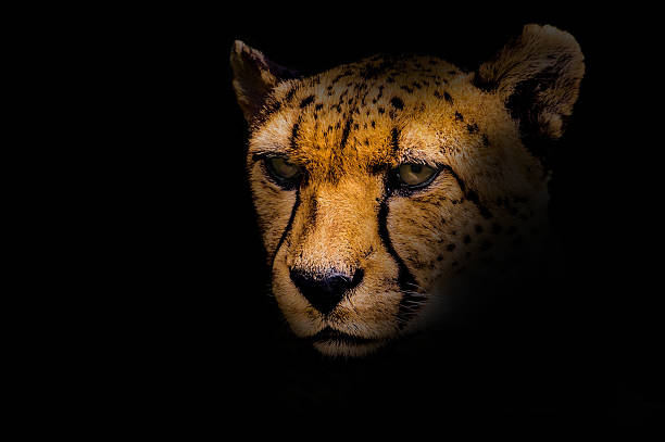 istock Portrait of a cheetah isolated on black 599480606