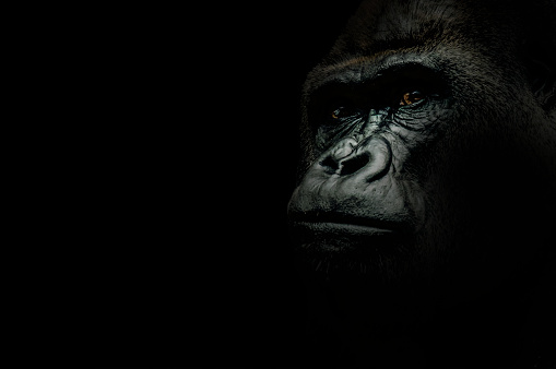 Portrait of a Gorilla isolated on black background
