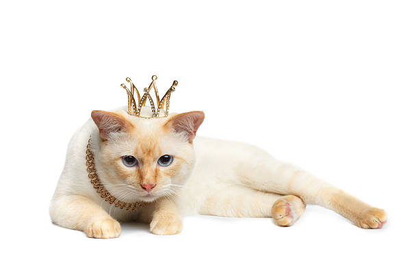 istock Fantastic breed Mekong Bobtail Cat Isolated White Background 599480720