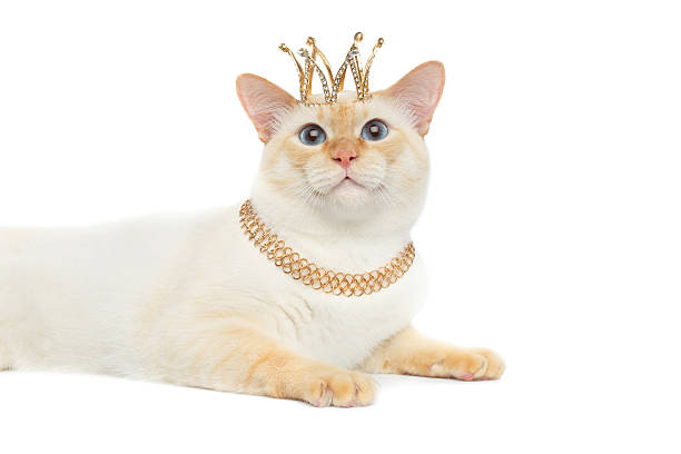 istock Fantastic breed Mekong Bobtail Cat Isolated White Background 599481018