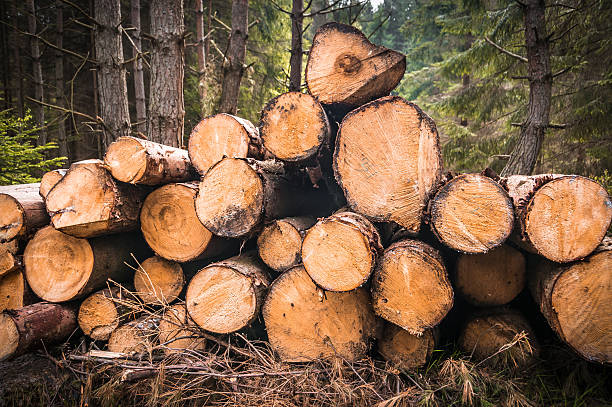 istock Wooden logs or trunks of trees cut and stacked 599481614