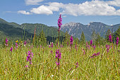 flowerage-in-ettal-weidmoos.jpg?b=1&s=170x170&k=20&c=hnKA2O747a20OoLNhDPtng0fapwmzBTIYOWV7dhb6Qo=