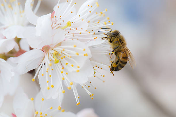 istock Bees to collect the cherry nectar 599482428