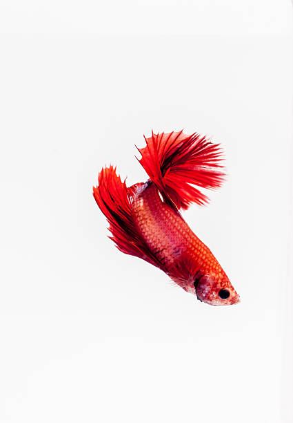 istock Beautiful red fish movement on white background, 599484016