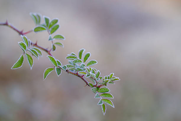 istock Fringe of frost 599484052