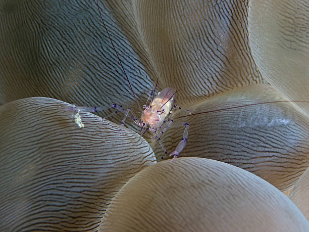 istock Coleman’s Coral Shrimp, Coleman Korallen-Garnele (Vir colemani) 599484708