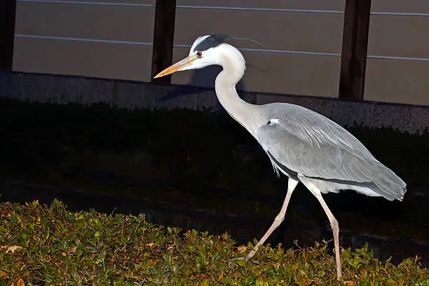 Grey heron in Kyoto, Japan.