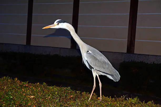 Grey heron in Kyoto, Japan.