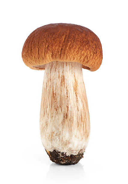 istock Boletus edulis (king bolete) isolated on white background. 599486228