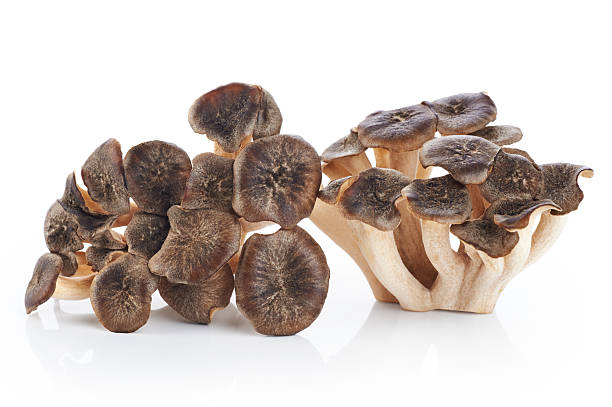 istock Grifola frondosa, Sheep's Head mushroom (maitake mushroom) 599486332