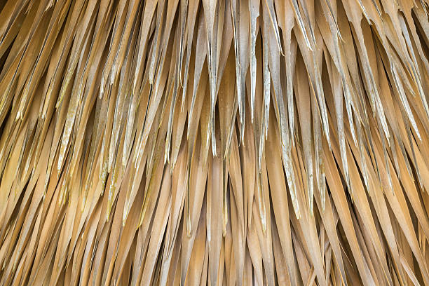 istock Abstract yellow dry of tree palm leaf texture and 599486642