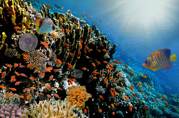 istock Lyretail Anthias fish on a coral reef 599486942