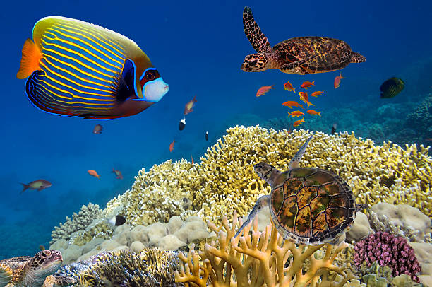 istock Green turtle swimming in blue ocean 599487048