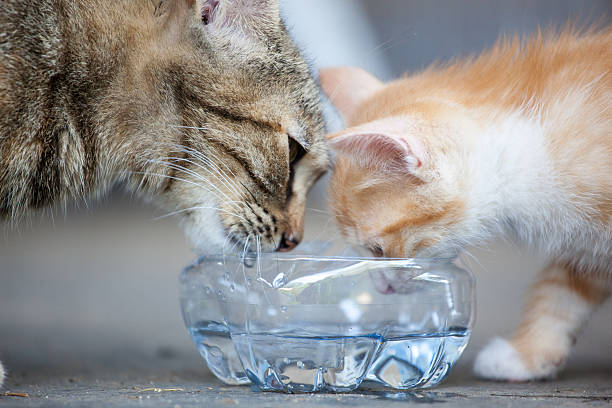 drinking two cats mon and son drinking cat water stock pictures, royalty-free photos & images