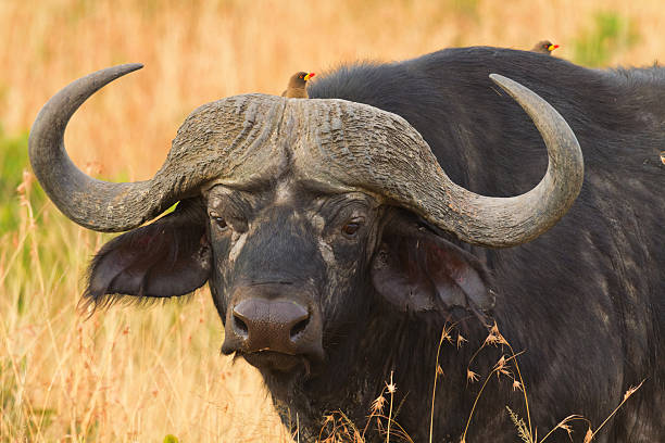 istock Buffalo in Masai Mara 599489796