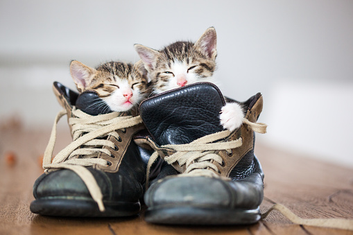 two puppyes sleeping inside a couple of vintage boots