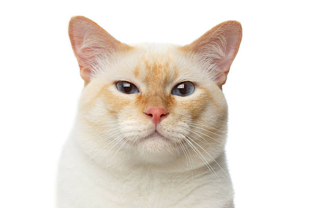 istock Beautiful breed Mekong Bobtail Cat Isolated White Background 599491334