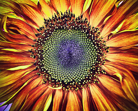 Beautiful large decorative sunflower with large red and yellow petals and large seeds