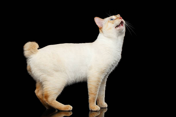 istock Beautiful breed without Tail Mekong Bobtail Cat Isolated Black Background 599492396