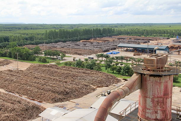 istock wood product from forest plantation. 599494010