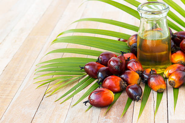 Cultivo comercial de aceite de palma. Dado que el aceite de palma contiene más sa - foto de stock