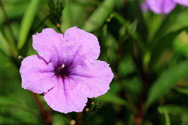 istock pink-violet flower closeup. 599494390
