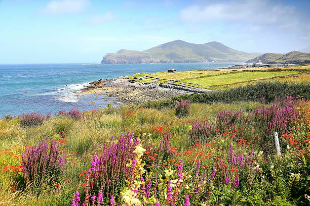 isola valentia a country kerry, irlanda - anello di kerry foto e immagini stock