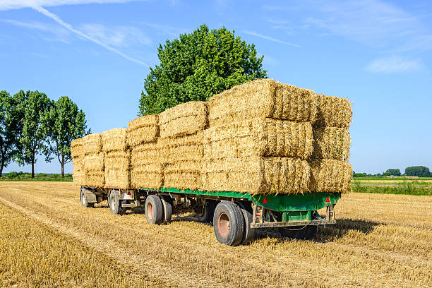 istock Farm trailers fully loaded with piled bales of straw 599494702