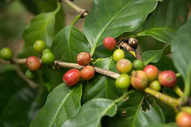 istock Red, green coffee beans on the branch 599494764