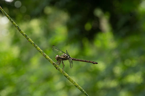 istock dragonfly stay on branch in summer 599495470