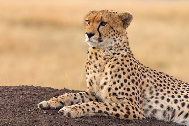 istock Male cheetah in Masai Mara 599496906