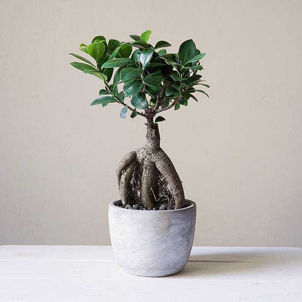 bonsai ginseng o ficus retusa - ginseng bonsai tree fig tree banyan tree foto e immagini stock